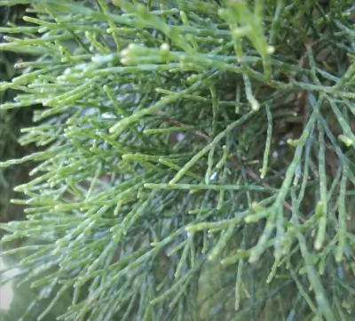 Callitris glaucophylla (white cypress pine) foliage