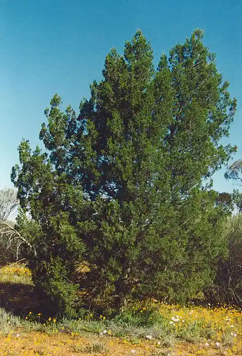 Callitris glaucophylla