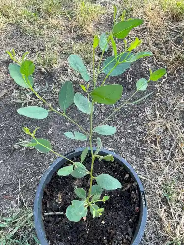 Coastal moort seedling