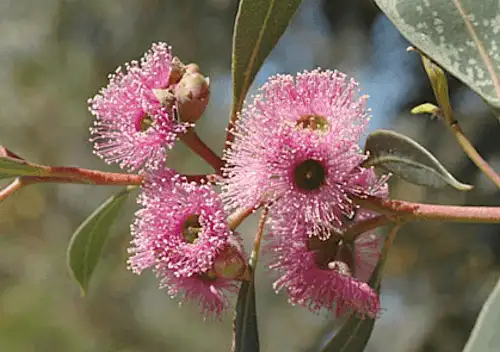 Eucalyptus albopurpurea (Port Lincoln Mallee) flowers