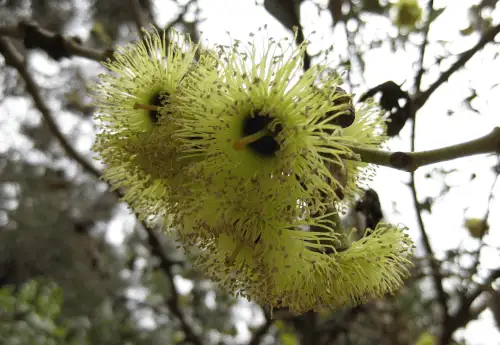 Eucalyptus grossa (Coarse-leaved Mallee) flowers