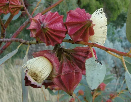 Eucalyptus kingsmillii (Kingsmill's Mallee) flowers