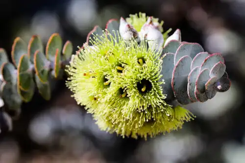 Eucalyptus kruseana (Bookleaf Mallee) flowers