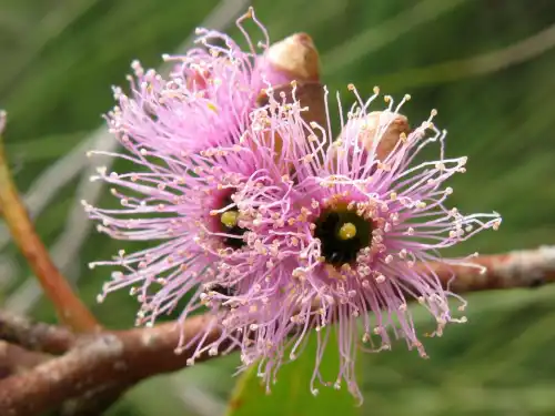Eucalyptus lansdowneana (crimson mallee) flowers