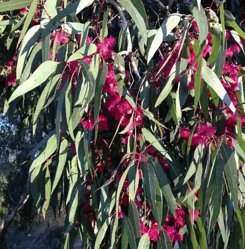 Eucalyptus leucoxylon Euky Dwarf (Dwarf Yellow Gum) flowers