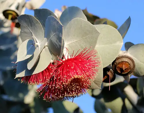Eucalyptus macrocarpa (Mottlecah) flowers