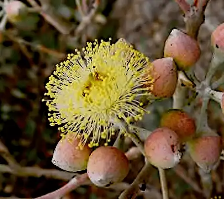 Eucalyptus minniriche flower