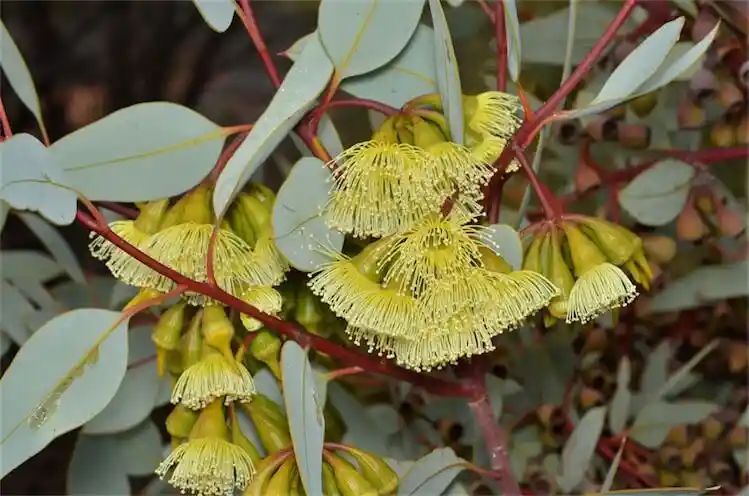Eucalyptus pimpiniana (Pimpin Mallee) flowers