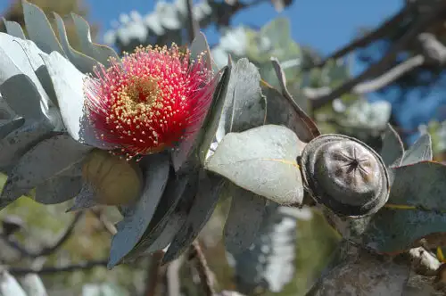 Eucalyptus rhodantha (Rose Mallee)