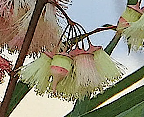 Eucalyptus synandra (Jingymia Mallee) flowers