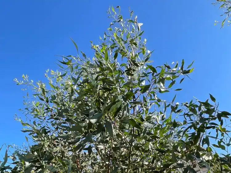 Eucalyptus utilis (coastal moort)