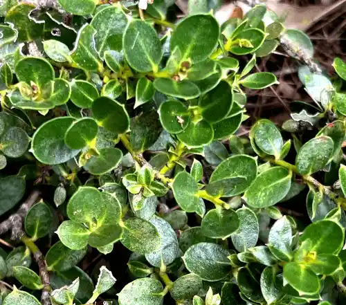 Eucalyptus vernicosa (Varnish Gum) foliage