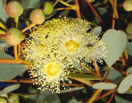 Eucalyptus websteriana (Webster's Mallee) flowers.