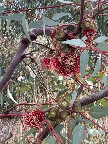 Eucalyptus youngiana flowers and seed capsules