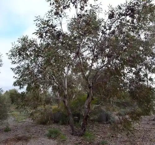 Eucalyptus youngiana-large-fruited-mallee