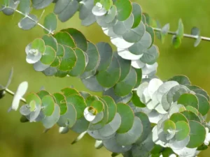 MIniature eucalyptus trees feature image