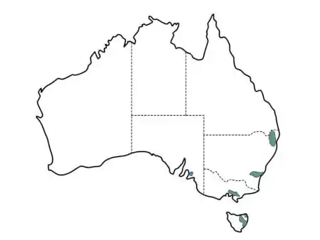 South Esk Pine (Callitris oblonga) distribution