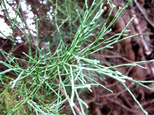 South Esk Pine (Callitris oblonga) foliage