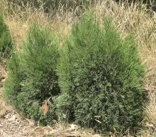 South Esk Pine (Callitris oblonga)