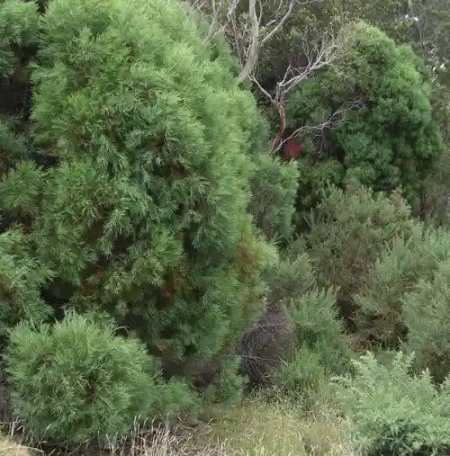South Esk pine (Callitris oblonga)