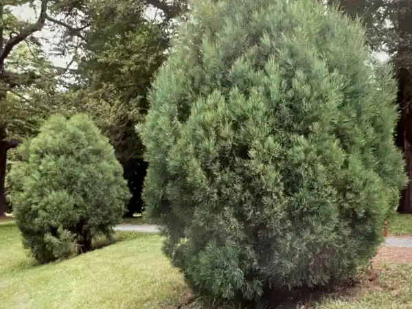 South esk pine (callitris oblonga) overall form