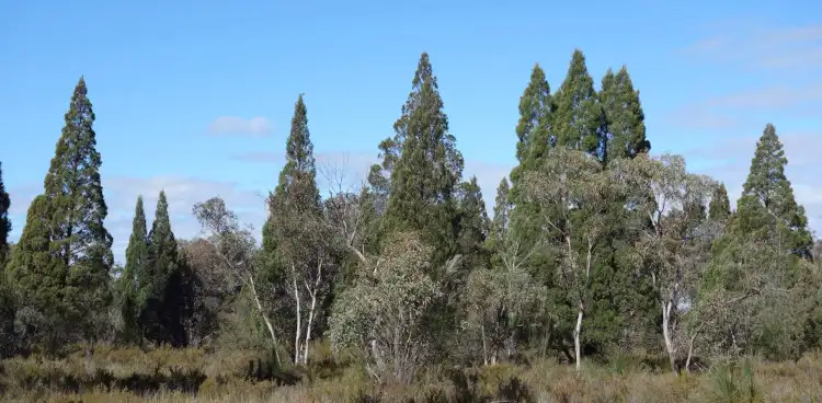 White cypress pine in open dry land