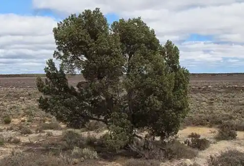 callitris canescens (scrubby cypress pine)
