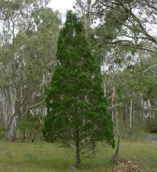 callitris endlicheri (black cypress pine)