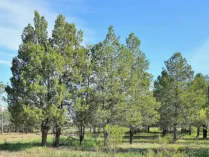 callitris glaucophylla (white cypress pine)