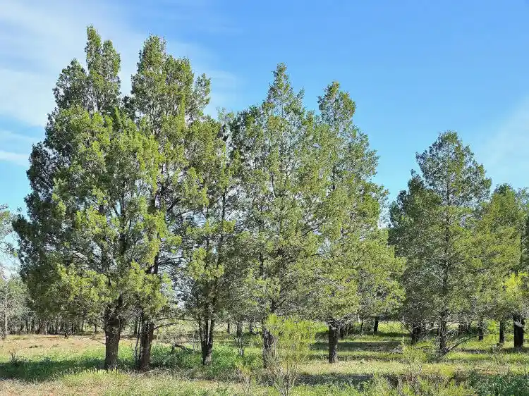 callitris glaucophylla (white cypress pine)