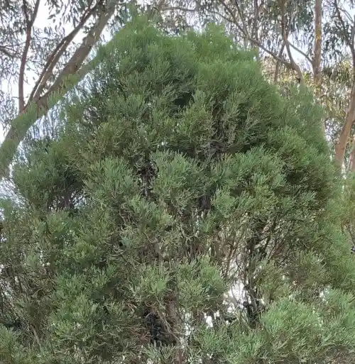 callitris oblonga (south esk pine) foliage