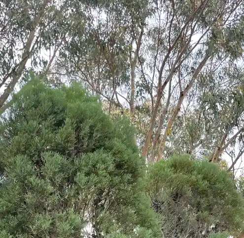 Callitris oblonga (South Esk pine)