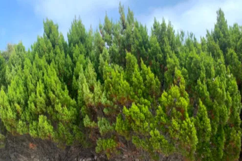 callitris preissii (rottnest island pine)