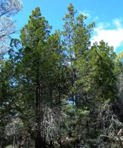 callitris rhomboidea (oyster bay pine)