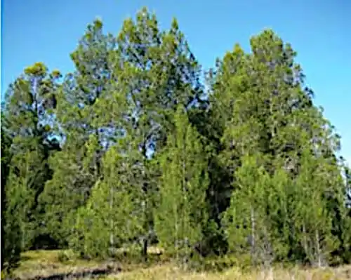 callitris columellaris (coastal cypress pine)