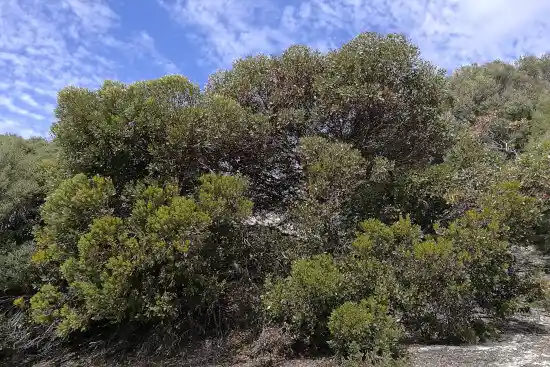 coastal moort shrubby appearance