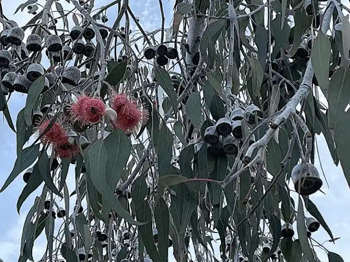 eucalyptus caesia silver princess