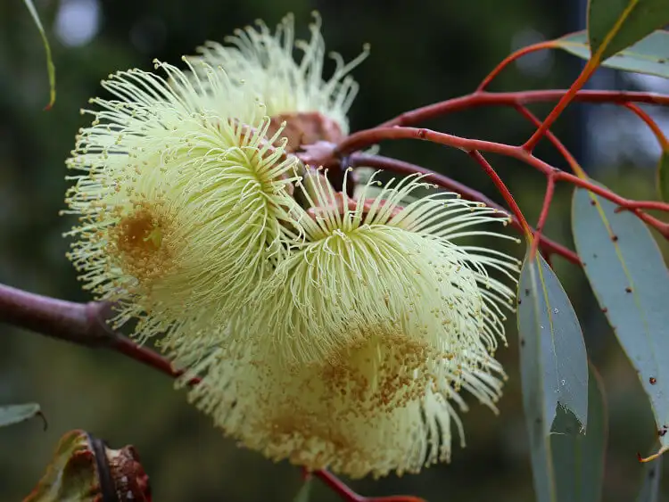 eucalyptus pachyphylla (thick-leaved mallee) flowers