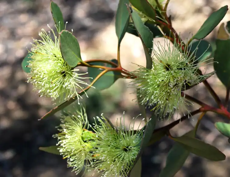 eucalyptus platypus (platypus gum) flowers