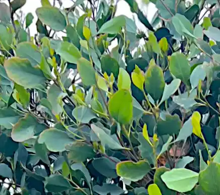eucalyptus platypus (platypus gum) juvenile foliage