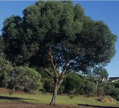 Eucalyptus platypus (platypus gum) mature tree form