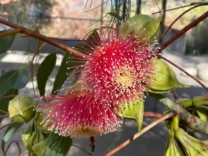 eucalyptus youngiana (large-fruited mallee)