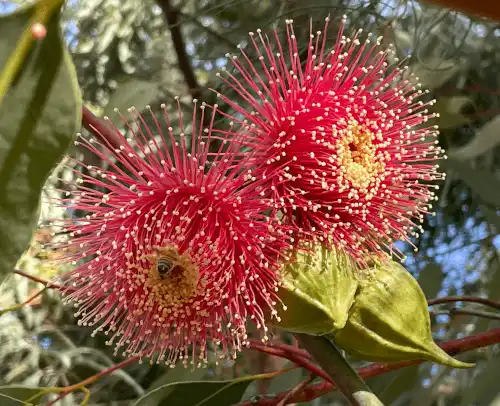 Eucalyptus youngiana (large-fruited mallee) flowers