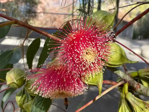 eucalyptus youngiana (large-fruited mallee)