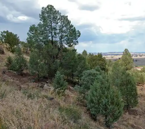 Junior white cypress pines on a slope