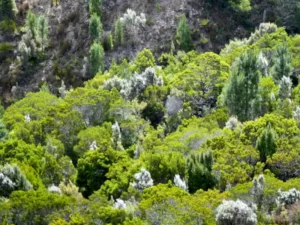 Native pine trees in the forest