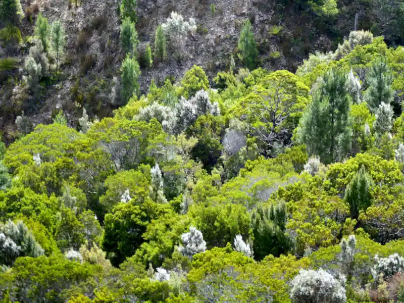 Native pine trees in the forest