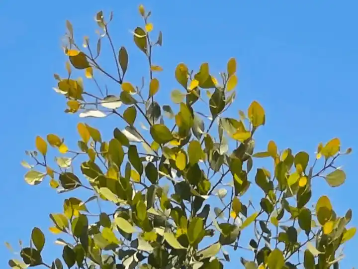 platypus gum juvenile foliage