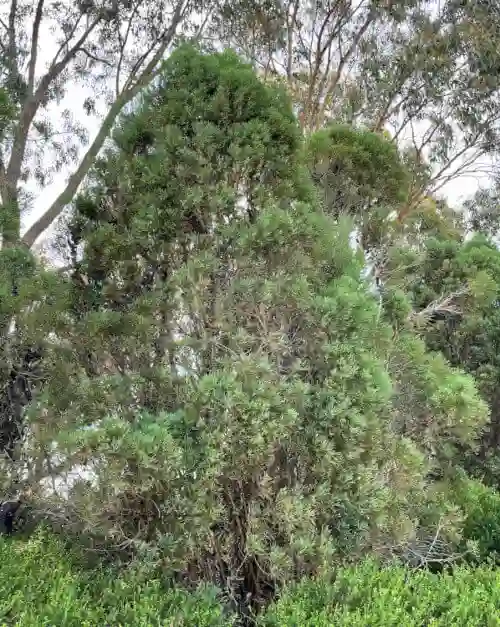 Deficient growth of South Esk pine