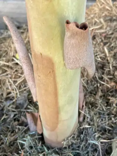 the trunk of eucalyptus utilis (coastal moort)